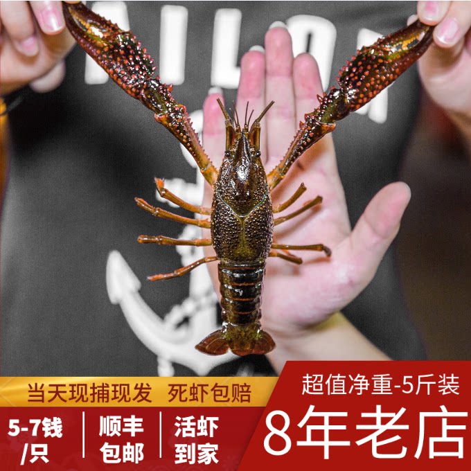 品鄂生鲜小龙虾鲜活5斤456钱活虾