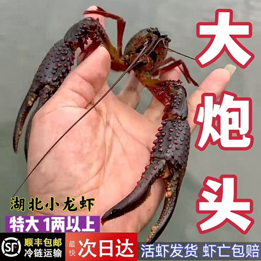 品鄂生鲜5斤10钱小龙虾鲜活清水虾红壳特大淡水虾活虾炮头两虾