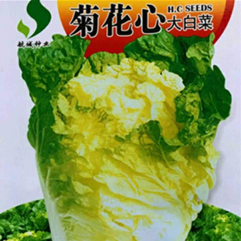 黄心心大白菜菊花种子大白菜耐热早熟阳台庭院秋季四季蔬菜种子