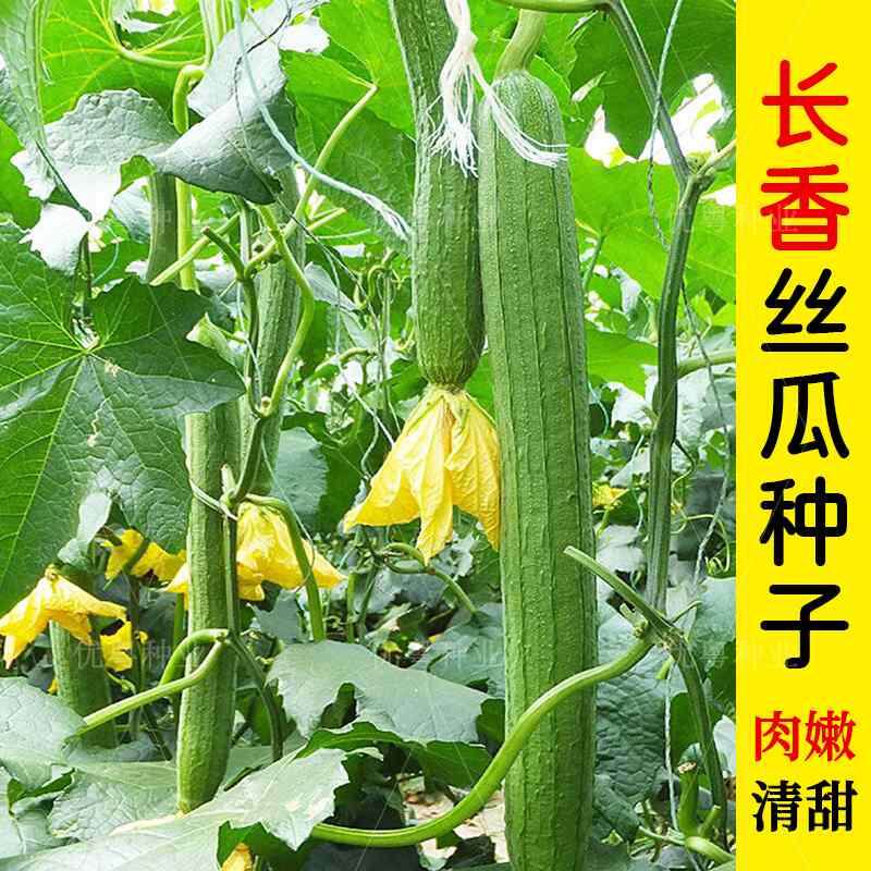 水瓜高产长香子早熟种籽抗病丝瓜带花长丝瓜种子肉丝瓜籽蔬菜种孑