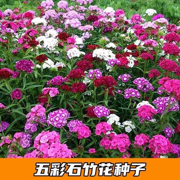 石竹花石竹五彩矮生籽混色盆栽欧种子海美国绣球石竹阳台花种籽子