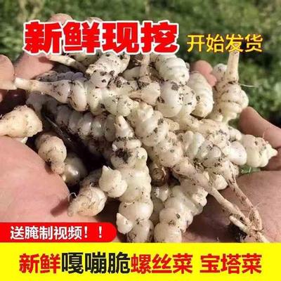 新鲜现挖农家地环菜螺丝蔬菜牯牛菜地宝塔菜地葫芦种甘露子地梨儿