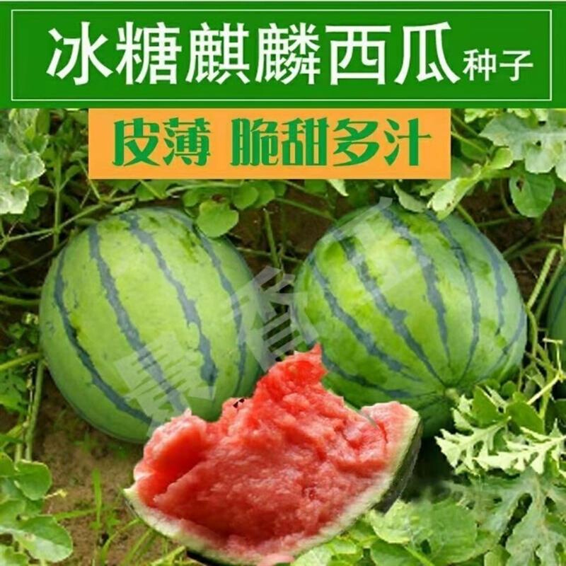 冰糖麒麟西瓜种子早瓜新麒麟高产熟8424品种无籽脆甜薄皮西瓜种子