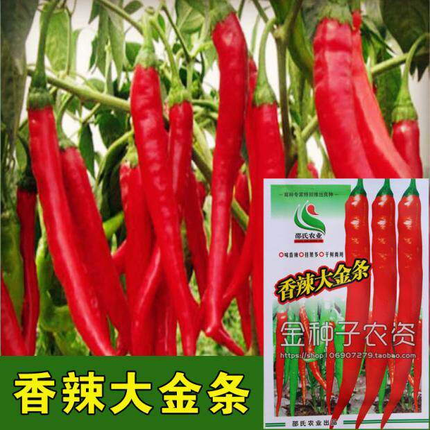 大种子春金条辣椒香辣季播中熟品种品质佳 水份少 辣味强干鲜两用