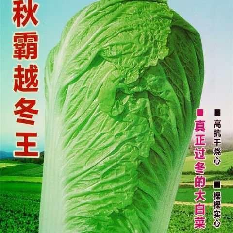 秋霸越冬王大白菜种秋季种植烧心越冬高抗子白菜籽高产耐寒冬储