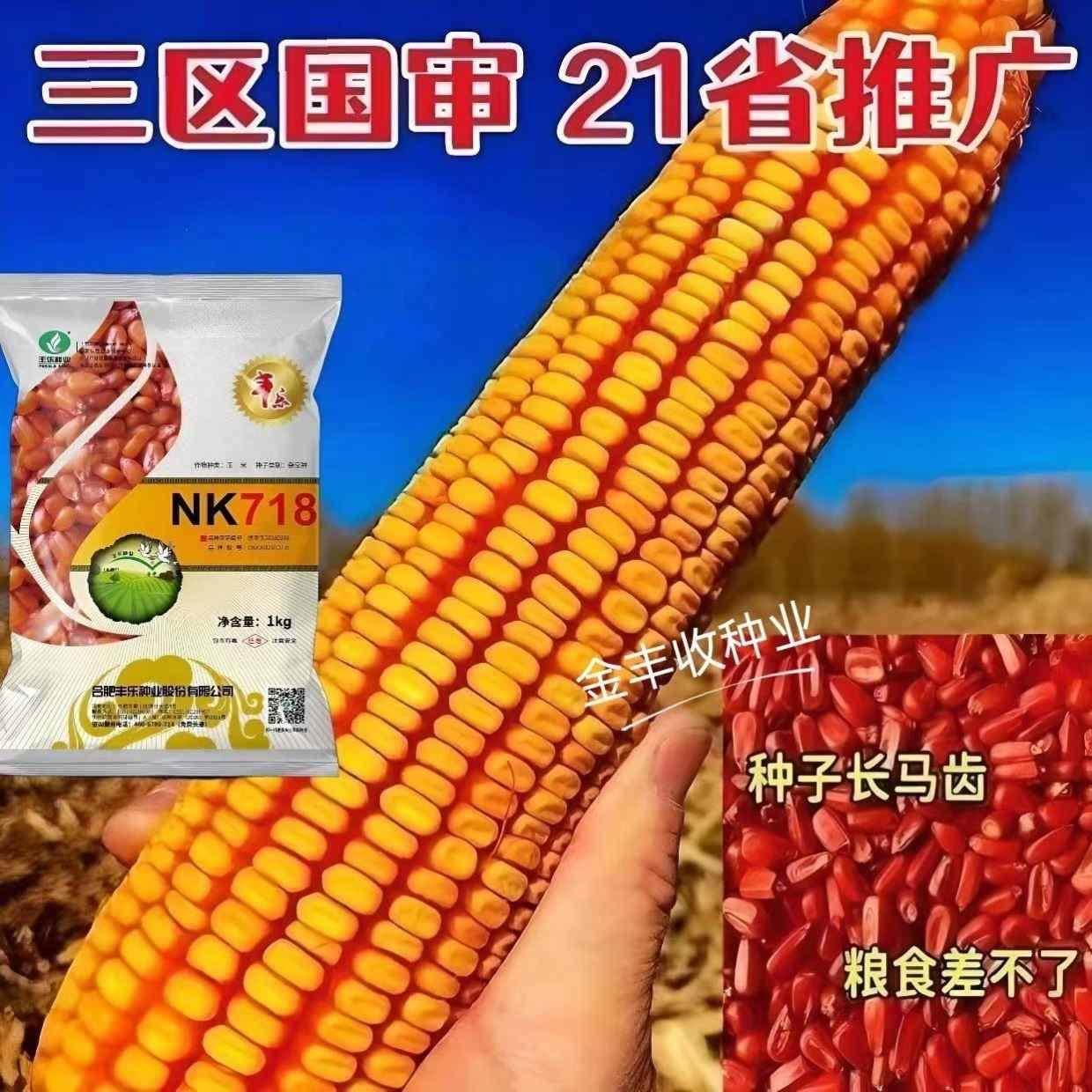高产nk718大全玉米种子正品矮杆国审高产包谷种抗旱抗倒春夏苞米