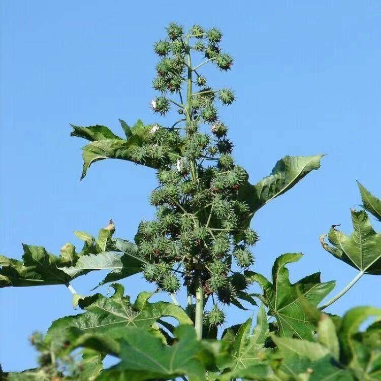 蓖青蓖麻根青种子蓖麻麻杆草麻蓖麻子一年生草本植物种籽