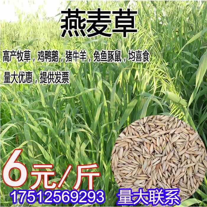 燕麦种子边锋燕麦牧高种子产量草饲料营养高 热卖春秋季种植