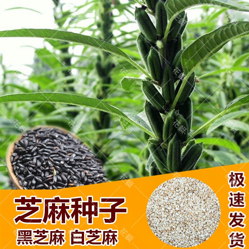 芝麻种子黑白芝麻种籽高油夏季五谷杂粮春季高产农家易活蔬菜种