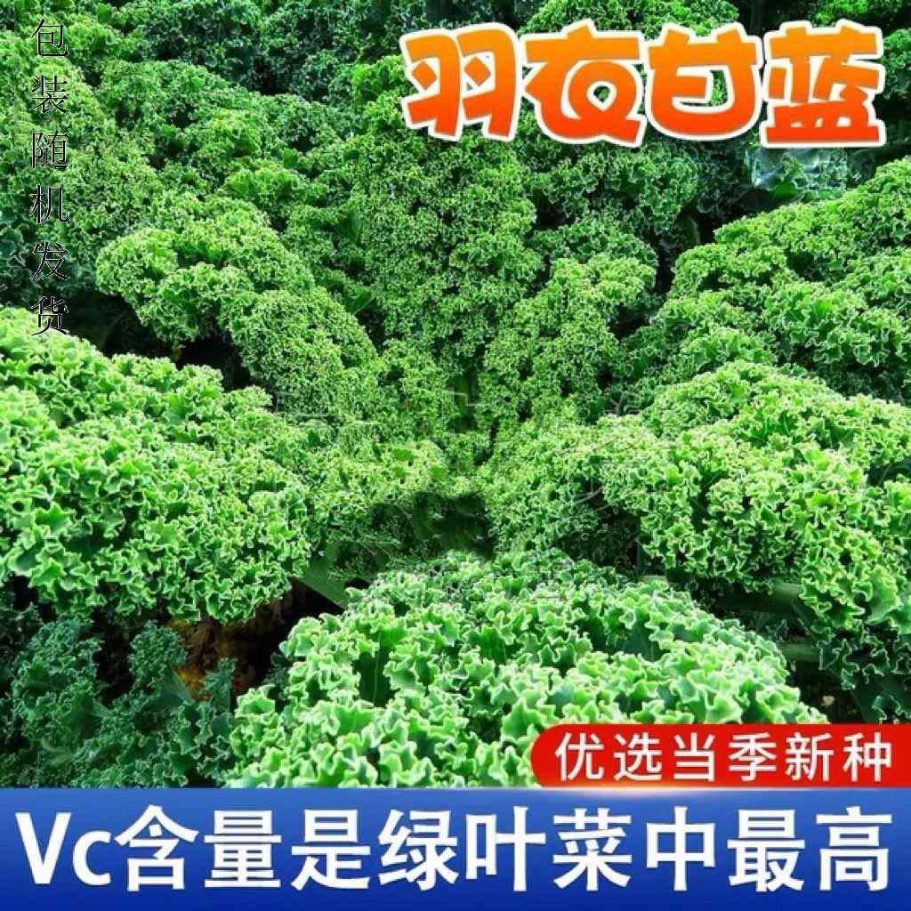 用耐寒甘蓝 羽衣阳台四季种子橄榄菜大田易种盆栽高钙蔬菜种子