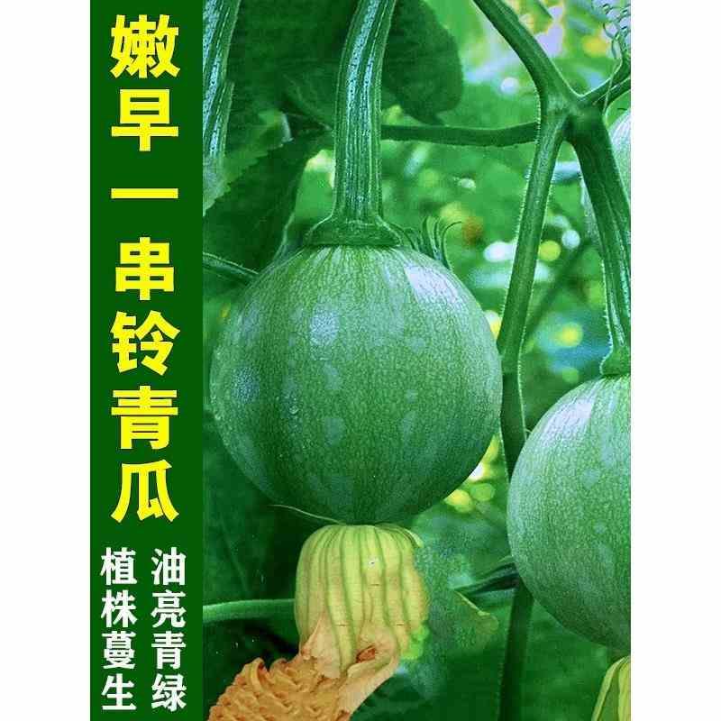 嫩四季种植蔬菜种子南瓜一南瓜籽早串铃种种高产子小阳台庭院早熟