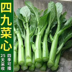 四九菜心种子种籽菜苔孑秋菜种本地广东冬季甜四季菜籽盆栽蔬菜