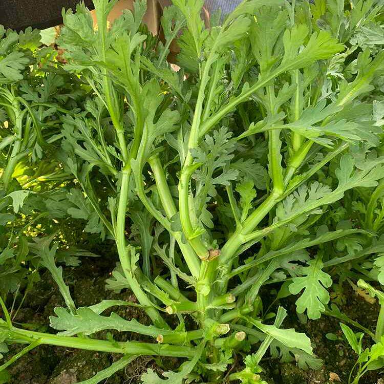 茼蒿菜小叶菜种皇帝盆栽高产籽种大叶蓬蒿菜种子农家青菜蔬菜种孑