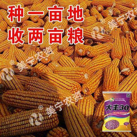 大棒大全玉米种子双棒抗国审矮杆旱抗涝抗病抗倒苞谷种大丰30