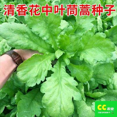 清香花中小叶茼蒿种菜春菊种籽四子皇帝春秋季青菜农家菜园蔬菜孑