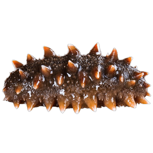 无冰衣大连鲜食海参野生海参营养即食官方旗舰店鲜活辽参刺参海参