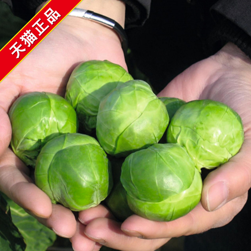 孢子甘蓝种子小包菜卷心菜包心菜抱子甘蓝种籽四季农家蔬菜孑苗