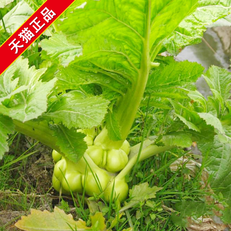 榨菜种子青菜头种籽四川特大光头菜芥菜四季农家蔬菜孑芥菜种籽种