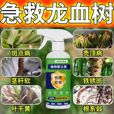 龙血树专用药治叶子发黄枯叶烂根干尖叶斑病专用营养液肥料除菌剂