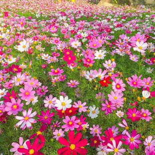波斯菊花种子格桑花种籽子七彩四季播种开花室外易活野花种子耐旱