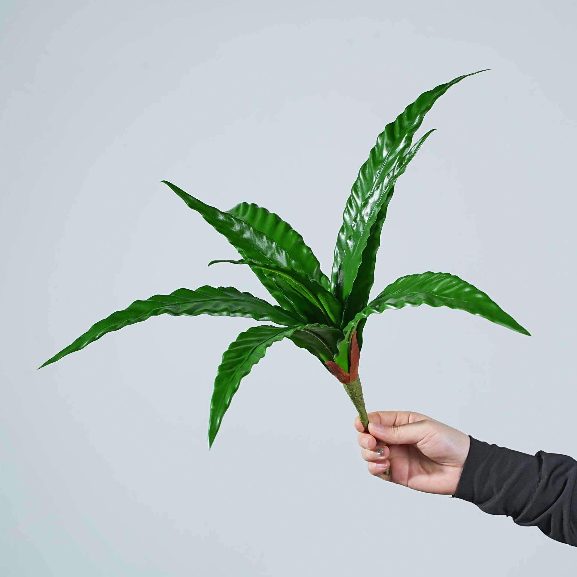 鸟巢蕨蕨类凤巢叶仿真绿