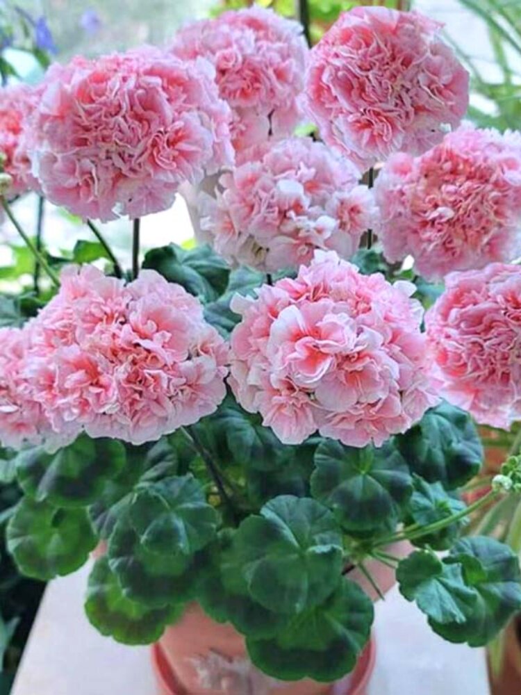 大花天竺葵花苗重瓣花卉庭院阳台四季开花不断盆栽带花苞发货