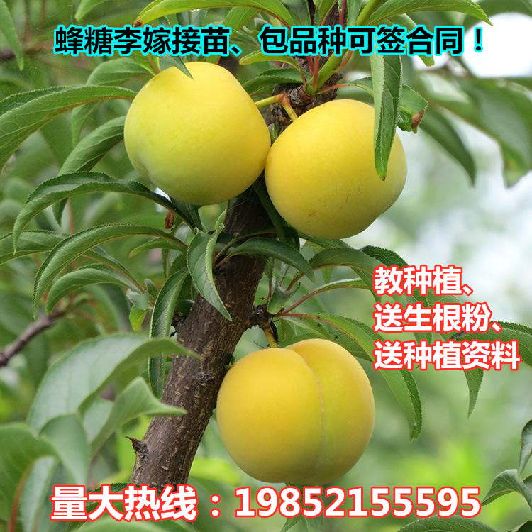 蜂糖李子树苗四川贵州云南方北方种植特大早熟当年结果嫁接水果.