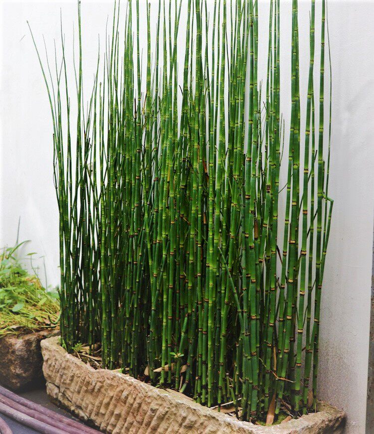 笔管木贼盆栽笔头草节节草四季常青庭院绿植耐寒新奇植物喜光