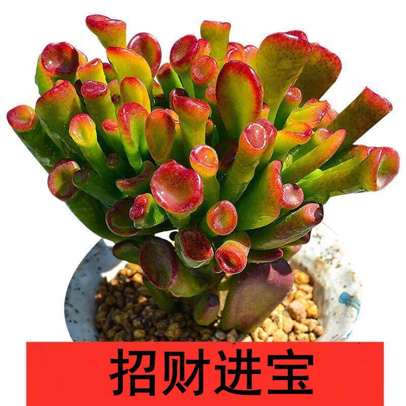 年宵多肉花卉招财猫吸财树又名筒叶花月大老桩趣味观叶型植物玉树