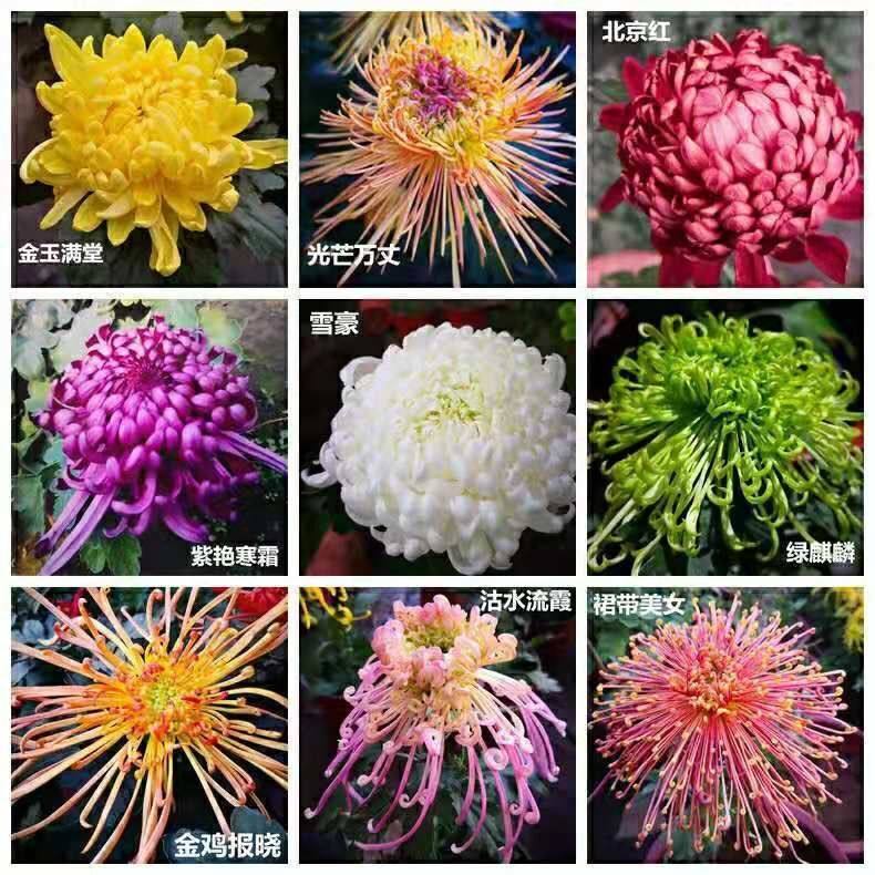 21菊花盆栽菊花小苗开花不断室内阳台植物盆栽九月菊养的花卉