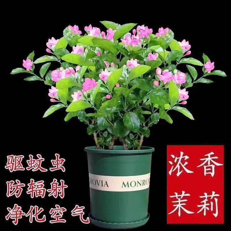 双色茉莉花红色茉莉盆栽驱蚊香花室内阳台花卉好养四季开花浓香型-封面