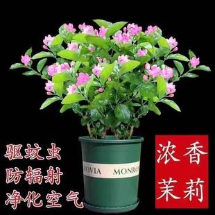 开花浓香型 双色茉莉花红色茉莉盆栽驱蚊香花室内阳台花卉好养四季