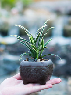 兰花盆栽植物名贵兰草神童冠线艺矮种金边兰花苗带花苞浓香兰草