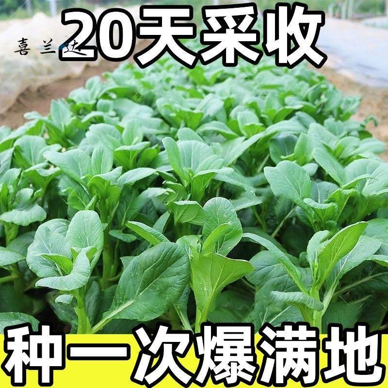 【20天采收】四季菜心种子四九甜菜心种子广东青菜籽盆栽蔬菜种子