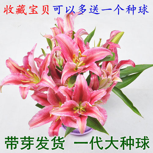 的香水百合价格 的香水百合图片 星期三