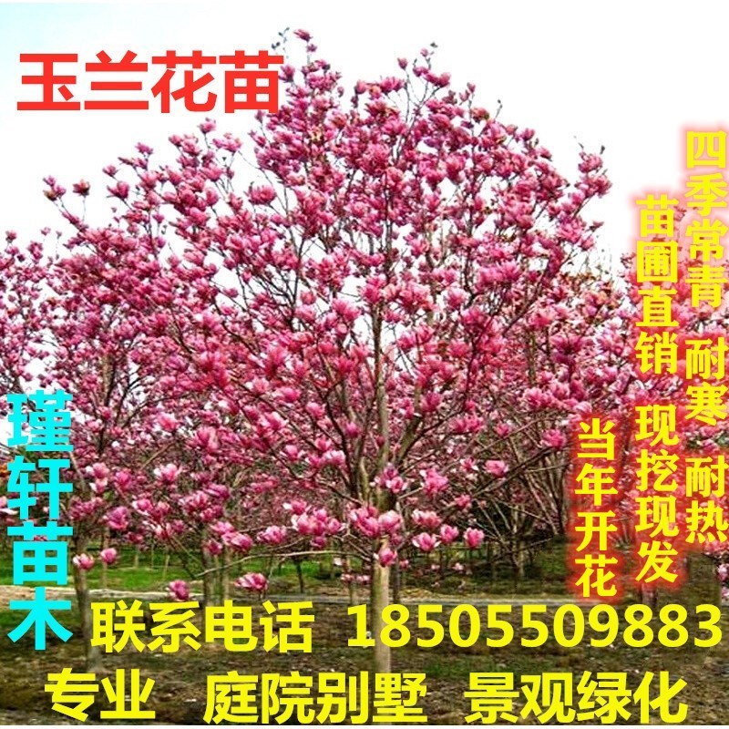 玉兰花树苗紫玉兰娇红玉兰树苗盆栽大型庭院绿化苗广玉兰景观树苗