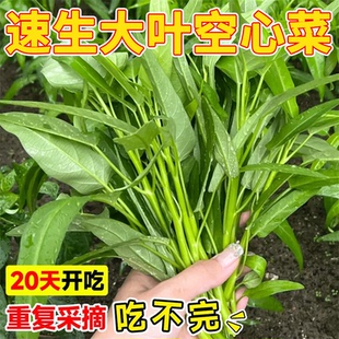 三叉空心菜种籽四季 水培蔬菜种子阳台种植大叶柳叶叶通心菜苗种孑