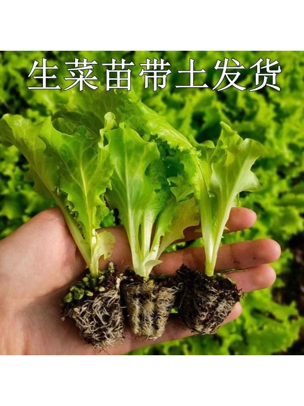 大速直立奶油生菜苗秧苗种子阳台无土栽培水培室内盆栽蔬菜苗