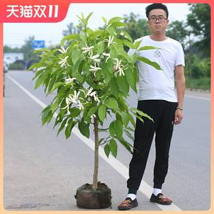 开花浓香黄玉兰角兰花 白兰花盆栽花卉植物室内玉兰树苗带花苞四季