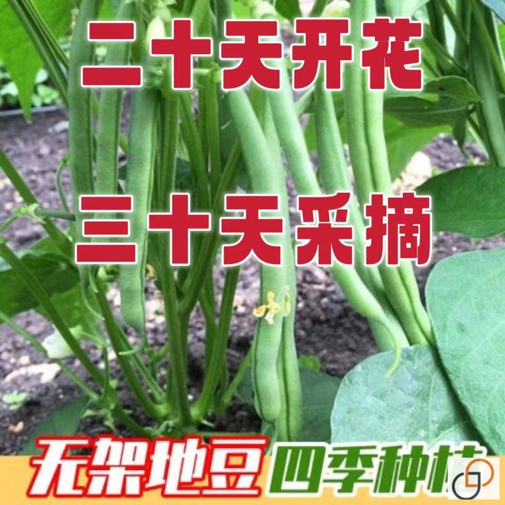 无架豆种子豆角四季豆种籽苗秧大全孑秋豆角苗豆种不搭架地豆扁豆-封面