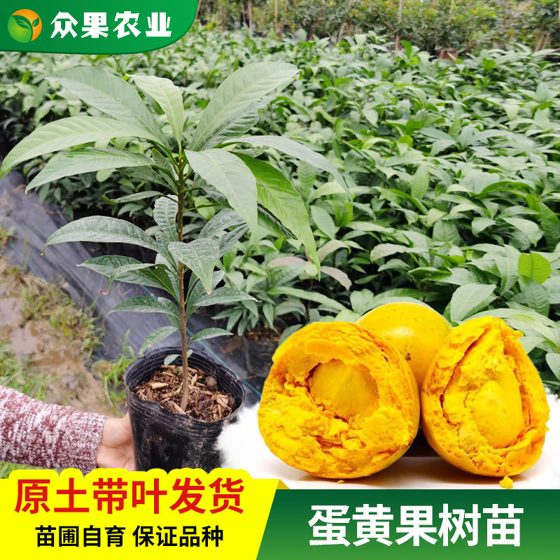 蛋黄果苗树嫁接蛋黄果庭院盆栽鸡蛋果树苗基地直销南方地栽种植.