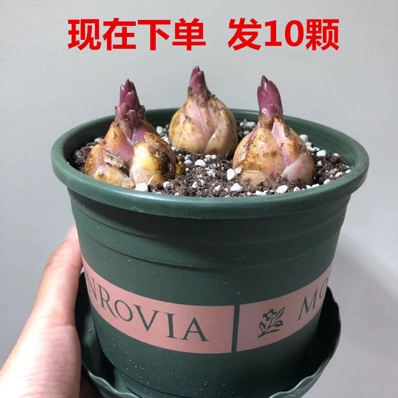香水百合花种球带芽四季花卉种子室内重瓣绿植盆栽花苗大种球.