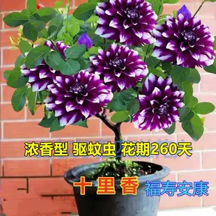 浓香型大花十里香耐寒耐热室内绿植花卉盆栽四季 买一送一 开花