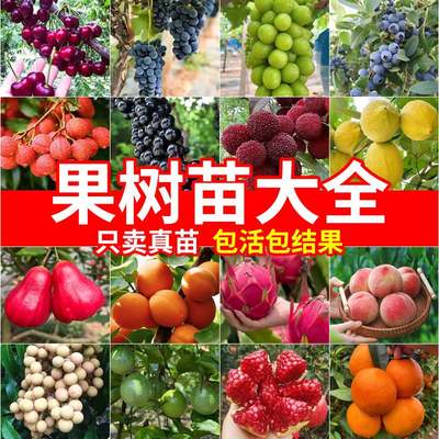 【水果树大全】南方北方种植果树果苗庭院车厘子树苗蓝莓葡萄地栽