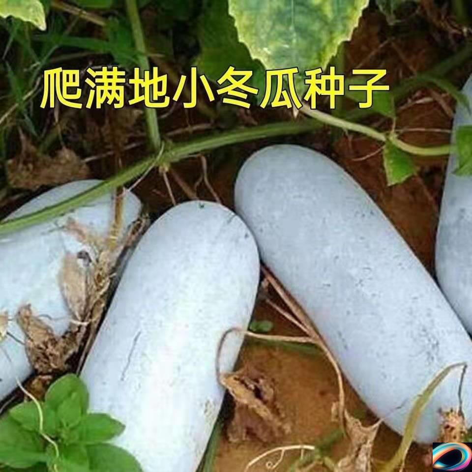 爬满地小冬瓜种子不搭架白皮毛节