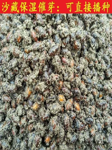 Аутентичные Золотые шелковые семена семян нанму.