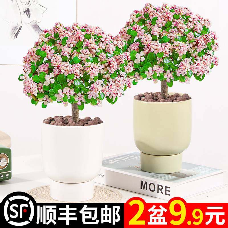 水培金枝玉叶多肉植物盆栽老桩室内花卉办公室绿植好养净化空气花