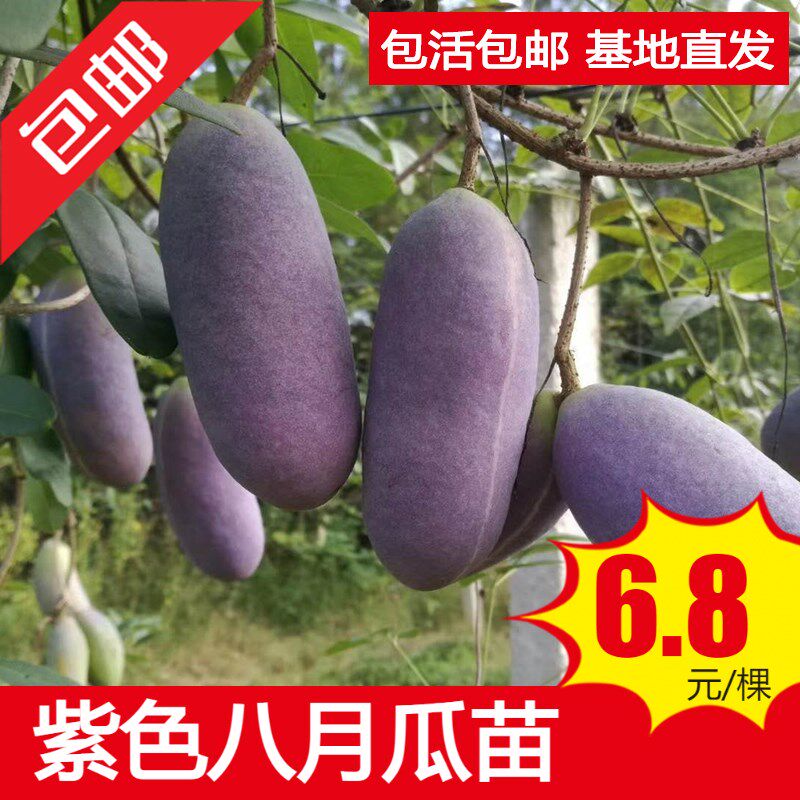 八月瓜苗果树苗八月炸野生水果8月庭院阳台无籽盆栽当年结果包邮