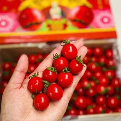 正宗韩国釜山88千禧小番茄原箱3斤礼盒果狗圣女果新鲜西红柿