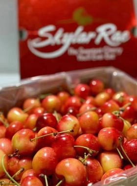 【现货】斯凯拉雷天空之城Skylar Rae黄车厘子整箱4斤大果脆甜